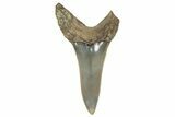 Fossil Shortfin Mako Shark Tooth - South Carolina #269966-1